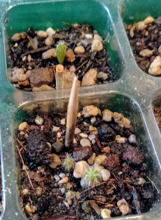 P.Azureus 25.05.jpeg